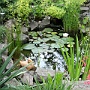 17 - Garten - Impressionen  - Teich